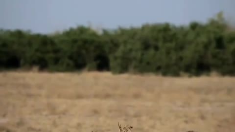 The lion father is walking the baby. The little lion is scared to death