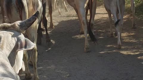 Cow in a group going to roam in village