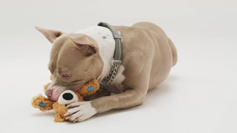 Dog biting a teddy bear on ground