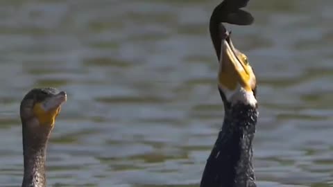 cormorants