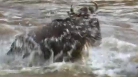 wildebeest kicks crocodile