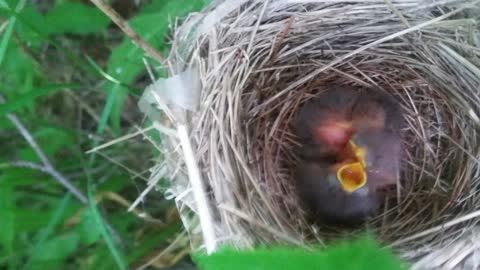 My Art, Baby Birds my Daughter Found, My Garden 2019 I miss you so much KITTIE ANGELINA #cpsabuse