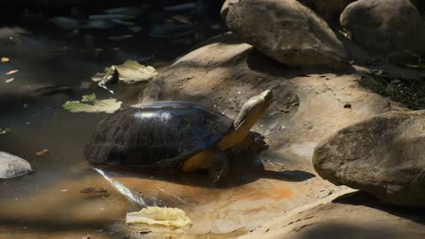 Snake-necked turtle warming in the sun not leaving the water