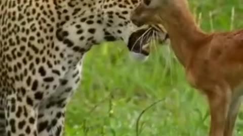 deer tiger funny video