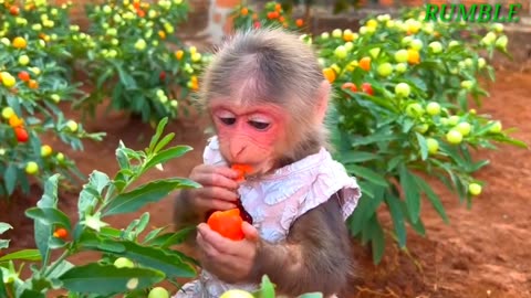 Monkey baby funny video 2023 Imazing video