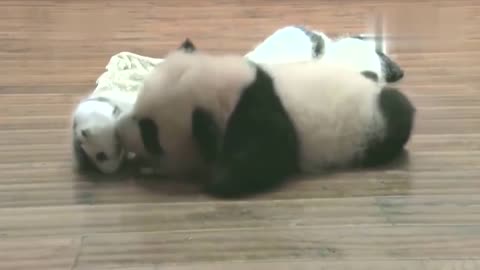 A baby panda kisses a smaller panda