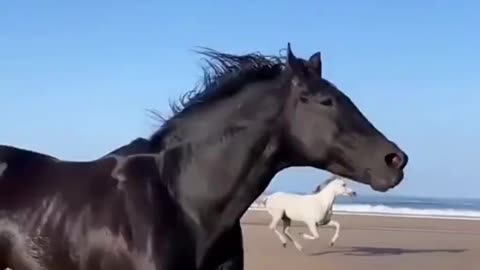 White And Black Horse Running With Liberty