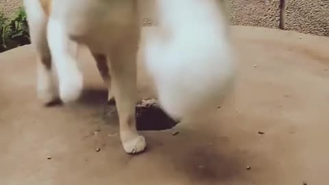 Cat and Rabbit fight funny clip