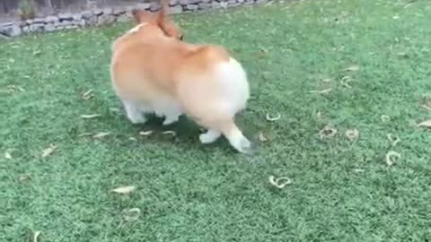 Funny Pup Doing Yoga Training.