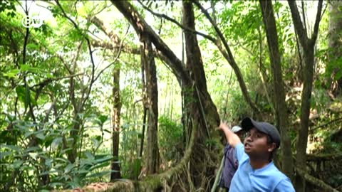 How India wants to preserve its 'living bridges' _ DW News