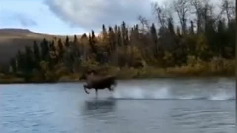 deer running on water