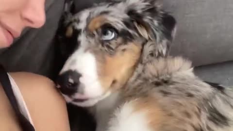 Kissing my Half Asleep Pup to See Her Reaction || ViralHog