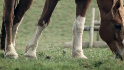 Beautiful close up Horse feeding in a ranch