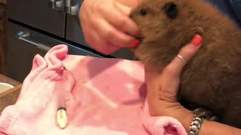 Baby Beaver Throws Temper Tantrum During Feeding Time