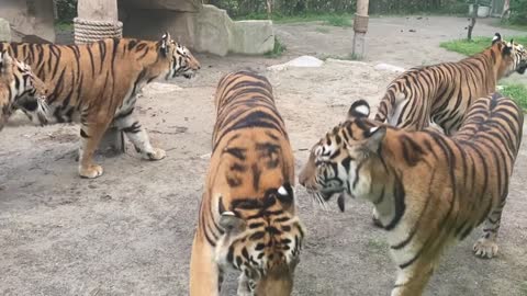 Five tigress