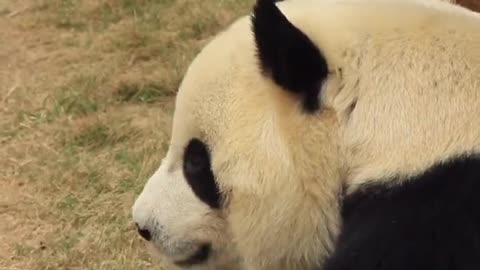 The lovely giant panda