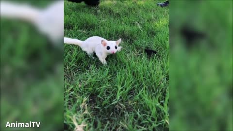 Suger Glider Flying' Funny and Cute