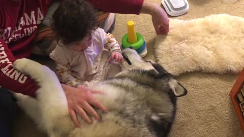 Baby girl and Alaskan Malamute sweetly play together