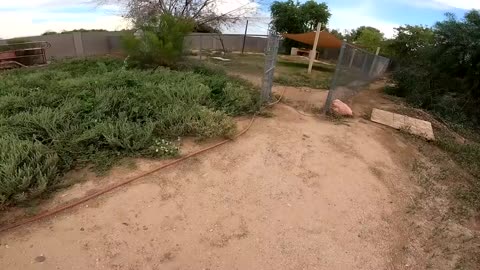 Baby Tortoises Hatching Out of the Ground-4