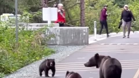 Bear Cub Reunites With His Little Brother And Mom