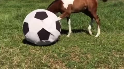 The pony is kicking the ball. It looks like a lot of fun