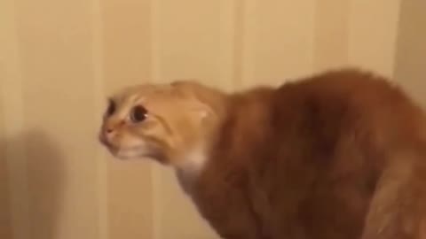 Omg 👁️👄👁️ 🐱 cat