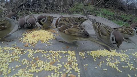 A sparrow eating birds' seeds on a concrete ground