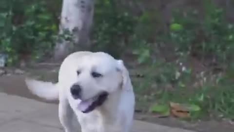 DOG SAVE BLIND MAN LIFE