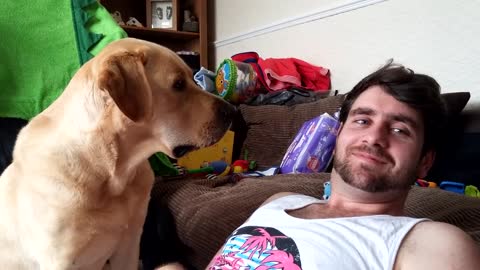 Ignoring a Labrador