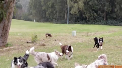 A group of dogs running in the park