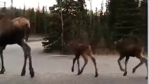 The most Canadian traffic jam ever