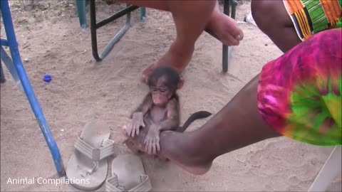 😂😂😂FUNNIEST Compilation - Adorable Baby Baboon Sooking