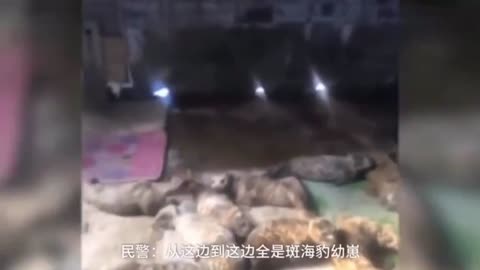 -Go home! Stolen spotted seals are released to Bohai Sea.