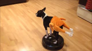 Boston Terrier rides Roomba in a turkey costume