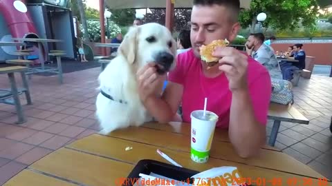 My Dog Helps Control My Calories in Mcdonalds