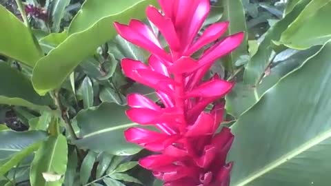 Beautiful red alpine flower in the botanical garden, what a beauty! [Nature & Animals]