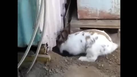 Rabbit saves a poor trapped cat