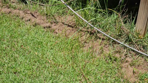 I threw loaf of bread out in my yard