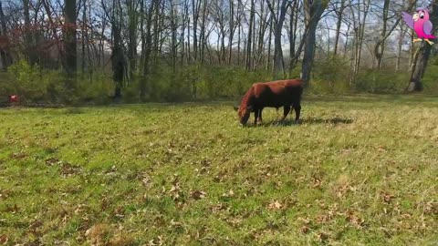 COWS MOOING AND GRAZING IN A FIELD