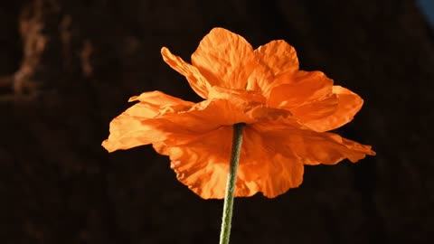 Poppy Ballet. Time lapse poppy flowers opening