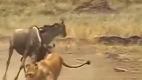 Wildbeast Fight Back Against Lion.