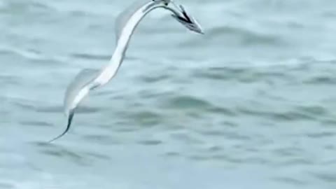 It's not easy for the osprey to catch the ribbon fish