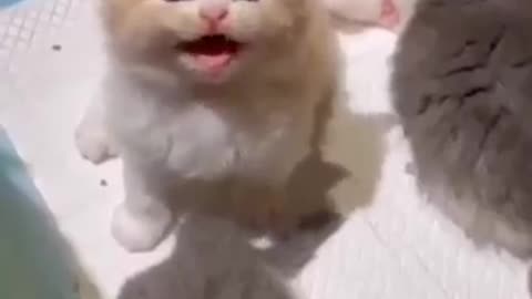 cute kitten meowing #cutecat #nicecat #catfancy #cats #shorts #meow