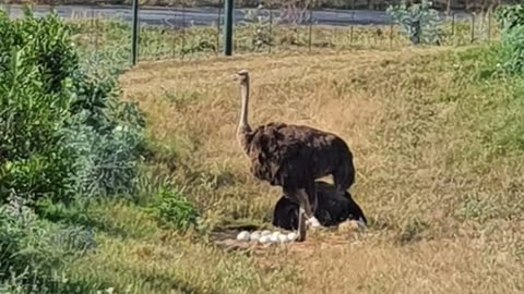 Ostrich Eggs How Ostrich Take Care Of His Eggs