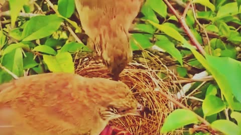 Mother bird rescuing her chicks from predators