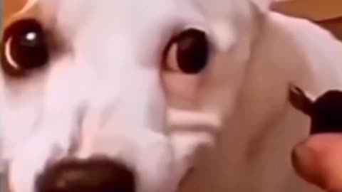 🤣😹 Funny animal videos 😹🤣