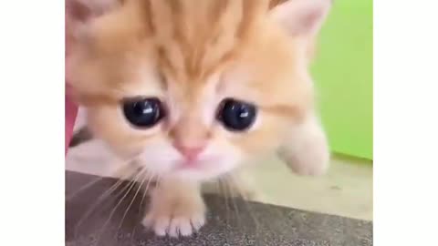 Cute kitten video 😍#cute #cats #animallover