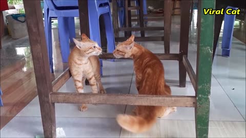 Cats Fighting and Meowing - These Two are Bloody Brothers | Viral Cat