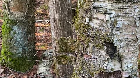 Northern Flying Squirrel in Wisconsin