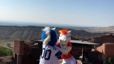 Both Little Blue Horse and Little Orange Horse are athletic athletes